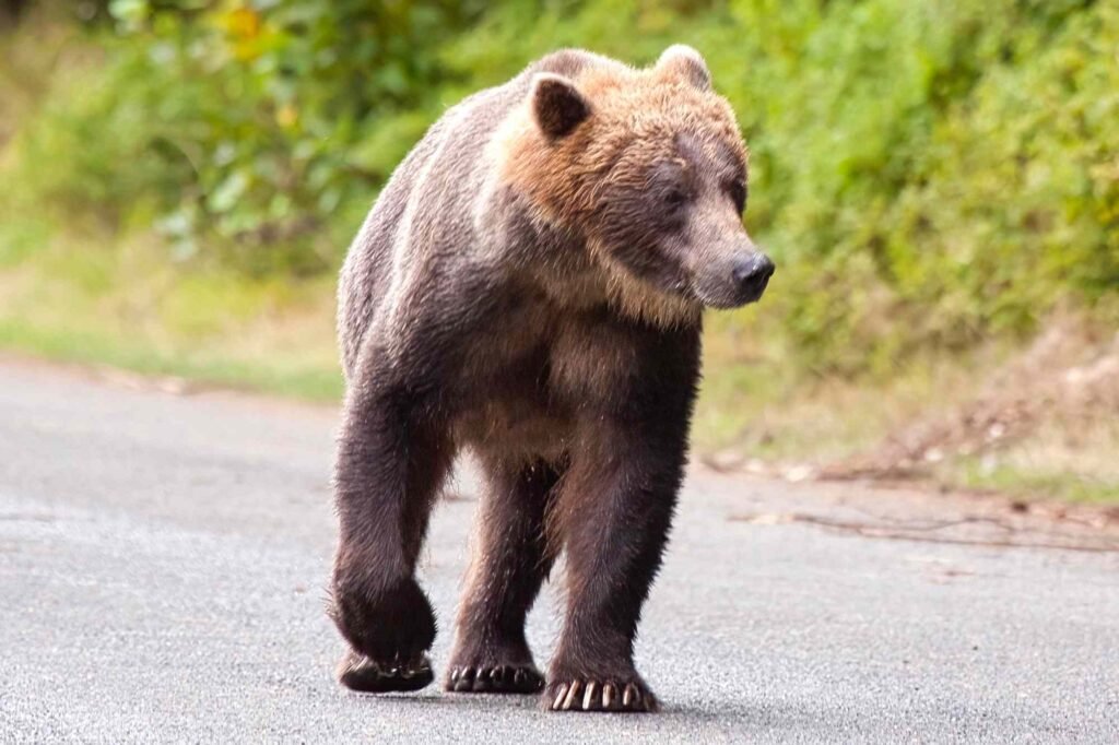 Grizzly Bear Dog Walker Encounter