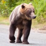 Grizzly Bear Dog Walker Encounter